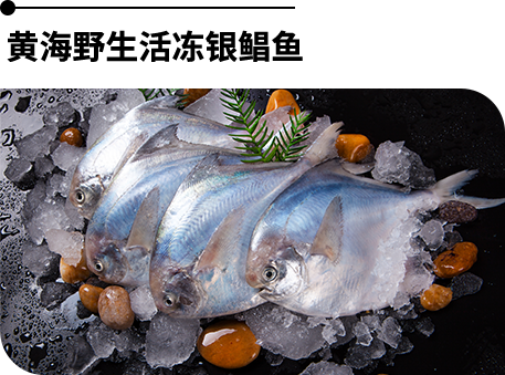 黄海野生活冻银鲳鱼